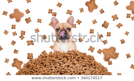 Stock fotó: Hungry Dog In A Food Rain