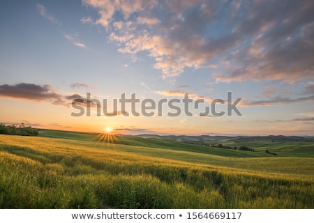 Zdjęcia stock: Cypress Hills Sunset