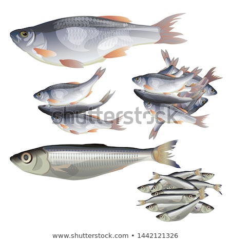 Zdjęcia stock: Sardine Isolated Illustration