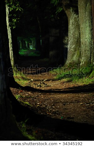 Stockfoto: Adorable Alley With Threes And Lights