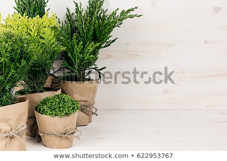 Zdjęcia stock: Assortment Young Green Conifer Plants In Handmade Pots With Copy Space On Beige Wood Table