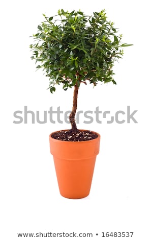 Сток-фото: Planting Little Tree Into A Small Pot