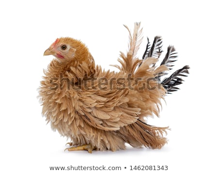 [[stock_photo]]: Young Buff Japanese Bantam Chabo Frizzle Hen On White