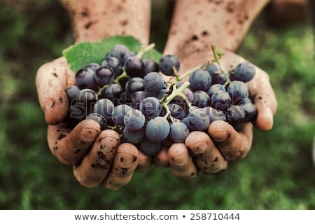 Foto stock: Winemaker Tasting Grapes In Vineyard