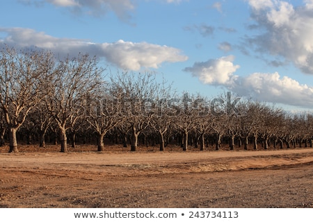 ストックフォト: Pistachio Tree Farm In Winter