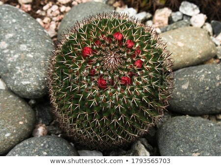 Foto stock: The Biznaga Cactus Detail