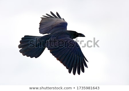 [[stock_photo]]: Fly Raven