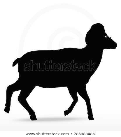 Zdjęcia stock: Big Horn Sheep Silhouette In Walking Pose