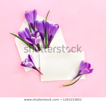 Сток-фото: First Spring Flowers - Bouquet Of Purple Crocuses