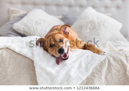 [[stock_photo]]: Dog In Bed