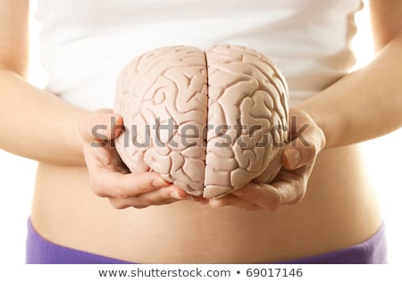 Foto stock: Hands Holding Model Human Brain On White Background