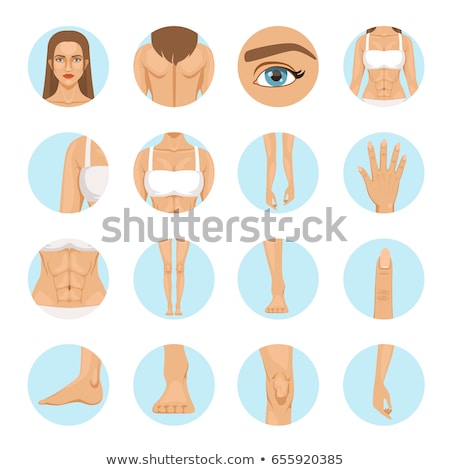 Сток-фото: Illustration Of Anatomy The Female Breast On White Background