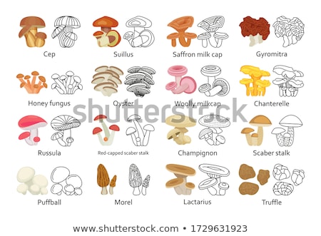 Cep Mushroom Line Icon Stock fotó © klerik78