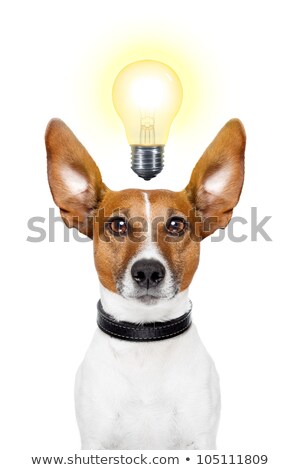 Stok fotoğraf: Intelligent Smart Dog With An Idea