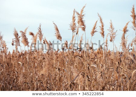 Foto stock: Winter Fields Of Bulrush