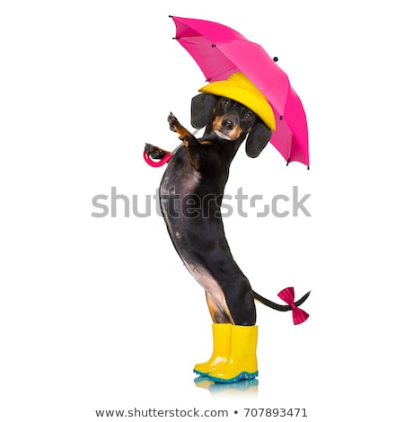 [[stock_photo]]: Sausage Dachshund Umbrella Rain Dog