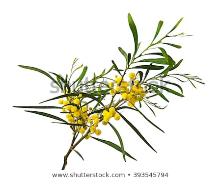 Stock photo: Yellow Acacia Blossom Branch Flower