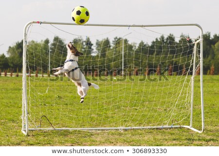 Stock fotó: Soccer Player Dog