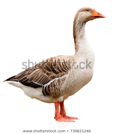 Сток-фото: Closeup Shot Of Big Adult Goose Isolated On White Background