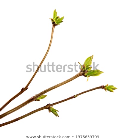 [[stock_photo]]: Branch Lilac Tree