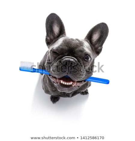 Zdjęcia stock: Dental Toothbrush Dog