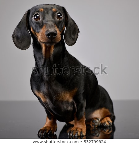 [[stock_photo]]: Studio Shot Of An Adorable Short Haired Dachshund