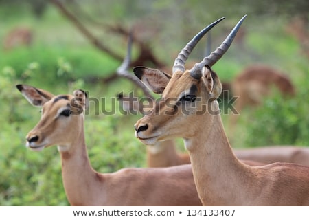 ストックフォト: Female Impala Standing In The Grass