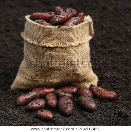 Stock photo: Newly Planted Crop