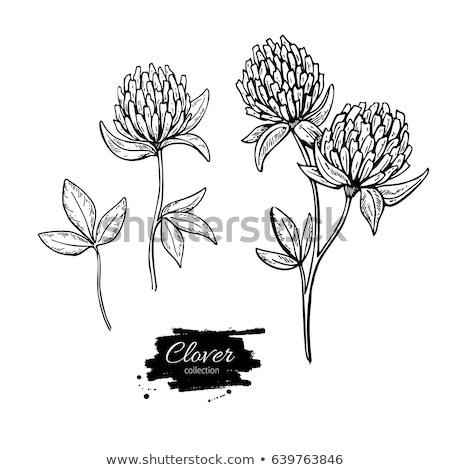 Zdjęcia stock: Flower Clovers