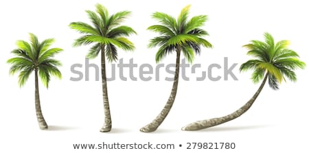 Stock fotó: Coconut Palm Trees