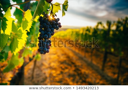 Foto stock: Vineyards