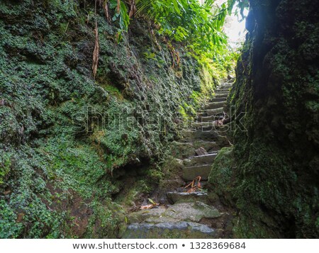 Stok fotoğraf: Lush Green Ferns And Moss Covered Stones Near A Stream In Forest