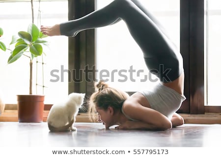 Stockfoto: Cat Work Out Muscle Flex