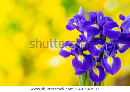 [[stock_photo]]: Beautiful Iris Flower In Sunlight