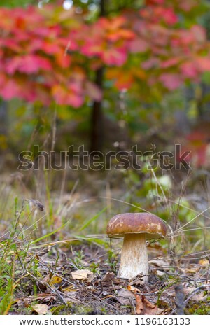 [[stock_photo]]: Cep Mushroom Under Red Oak Tree