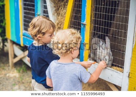 ストックフォト: Girl And Boy Are Fed Rabbits In The Petting Zoo