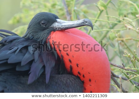 Foto stock: Frigatebird On Galapagos Islands - Magnificent Frigate Bird North Seymour Island