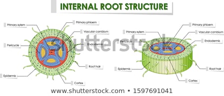 ストックフォト: Diagram Showing Root Structure On White Background