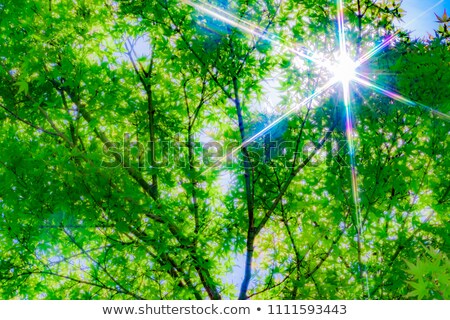 Stockfoto: Leaves And Clear Sky In A Forest