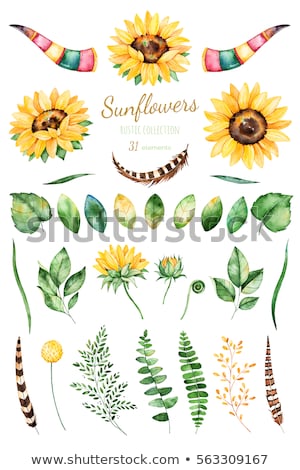 Stok fotoğraf: Sunflowers 31