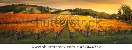 Stok fotoğraf: Autumn Vineyard