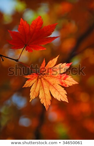 Stock foto: Single Maple Leaf Changing Fall Color 2