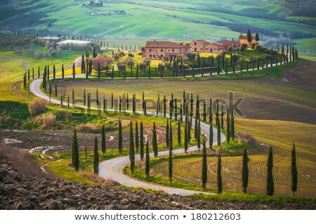 Stok fotoğraf: Road In Tuscany