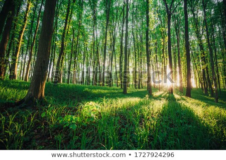 [[stock_photo]]: Path Through Tree And Sky