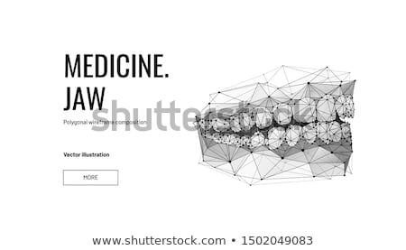 Zdjęcia stock: Human Jaw