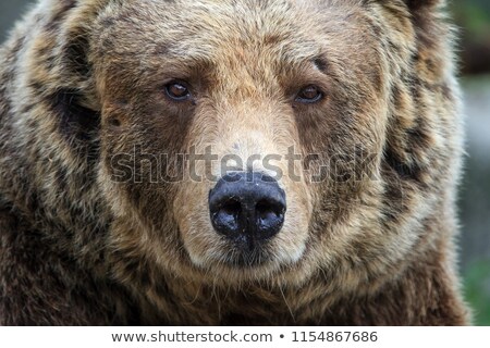 Stock photo: Bear Portrait Close