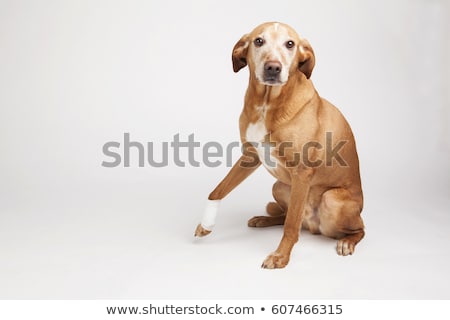 [[stock_photo]]: Dog With Bandage With Paw