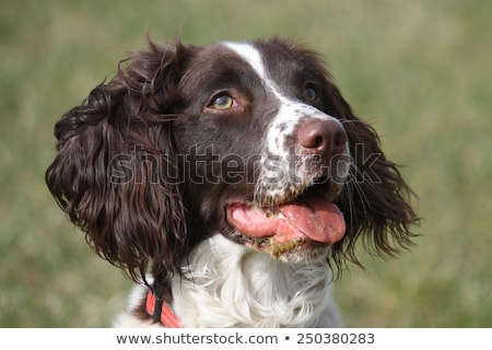 ストックフォト: Close Up Of A Working Type English Springer Spaniel Pet Gundog