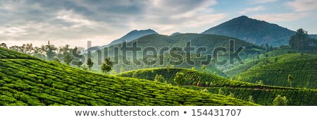 Zdjęcia stock: Tea Plantations In India