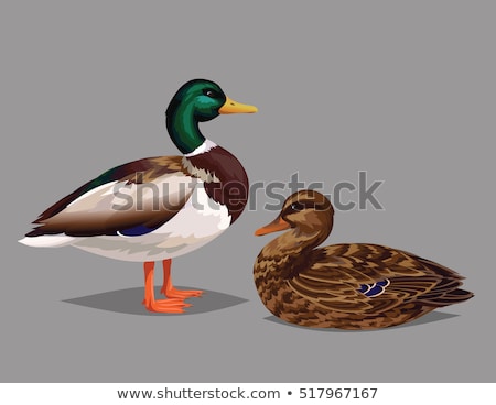 Stock photo: Male Drake Mallard Duck